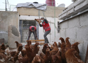 توزيع منحة الدواجن على 60 عائلة مستفيدة في ريف درعا