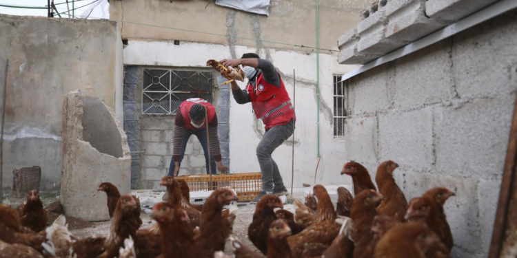 توزيع منحة الدواجن على 60 عائلة مستفيدة في ريف درعا