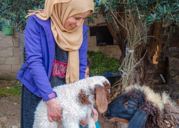 منحة النعاج الحوامل مصدر رزق حمل حياة أفضل للأم نهى وعائلتها