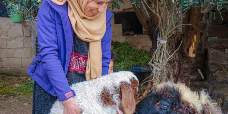 منحة النعاج الحوامل مصدر رزق حمل حياة أفضل للأم نهى وعائلتها