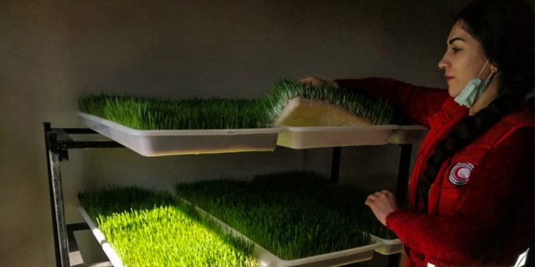 New project offers an economical alternative to fodder to support livestock breeders