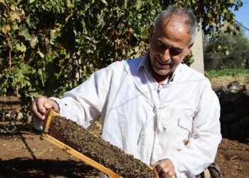 A grant saves Ghassan’s profession and revives his land