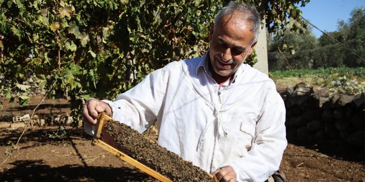 A grant saves Ghassan’s profession and revives his land